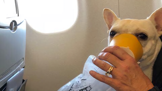 Esta aerolínea salvó la vida de un perro en pleno vuelo, para variar<em></em>